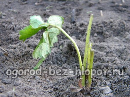 Planter des fraisiers en automne