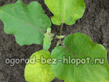 Soins à apporter aux aubergines pendant leur culture