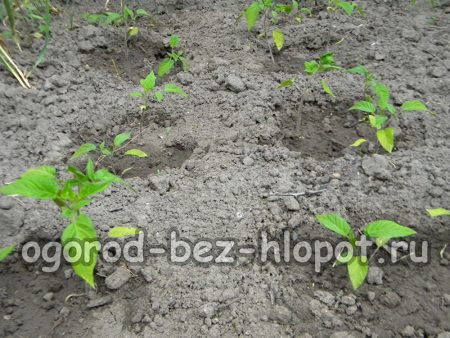 Comment planter correctement des plants de poivrons dans un parterre de jardin ?