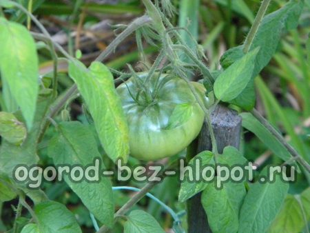 Wie man Tomaten richtig pflegt