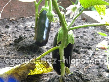 Comment accélérer la maturation des aubergines