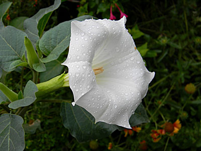 Foto e descrizione del fiore di Datura