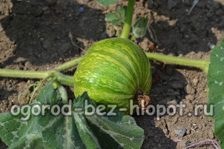 L'épandage des pousses est une technique agricole indispensable pour accélérer le développement des fruits.