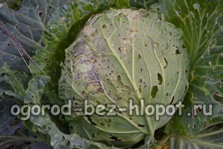 Weißkohl