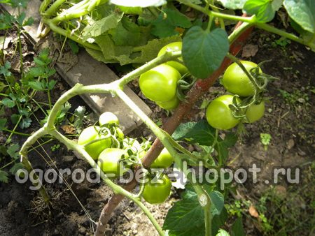 Tomaten anbauen