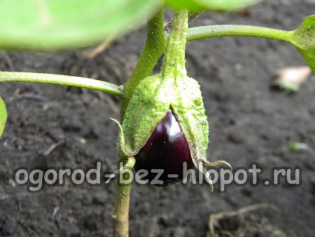 Comment prendre soin des aubergines