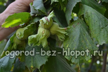 Haselnüsse ernten