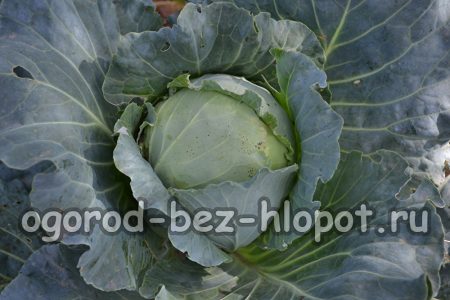 Wie man Weißkohl anbaut