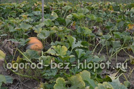 citrouille à coque dure
