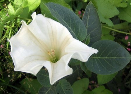 Foto e descrizione del fiore di Datura