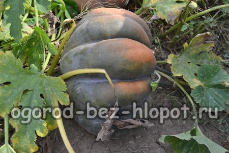 Citrouille à peau dure, culture