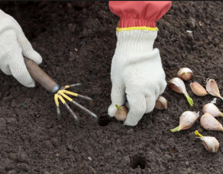 How to prepare a bed for planting garlic