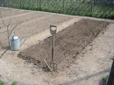 How to prepare a bed for garlic planting in the fall