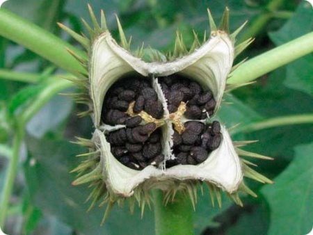 Foto e descrizione del fiore di Datura