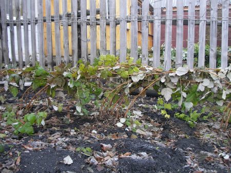 Cómo preparar frambuesas para el invierno