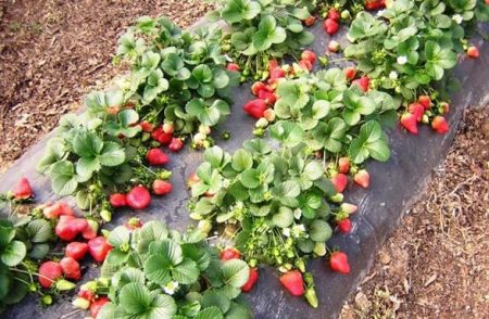 Hochbeete für Erdbeeren
