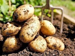 Que planter après les carottes l'année prochaine
