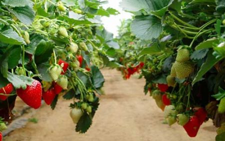 Selbstgebaute Hochbeete für Erdbeeren