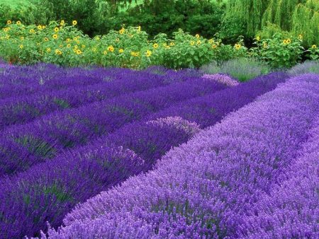 Lavande : plantation et entretien en pleine terre