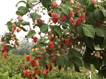 Cómo preparar frambuesas para el invierno en la región de Moscú