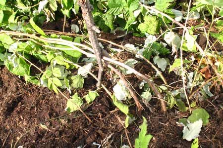 Cómo preparar frambuesas para el invierno en la región de Moscú