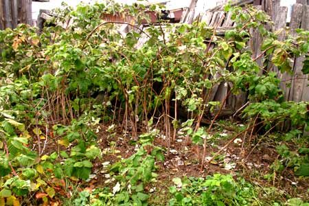 Cómo preparar frambuesas para el invierno en la región de Moscú