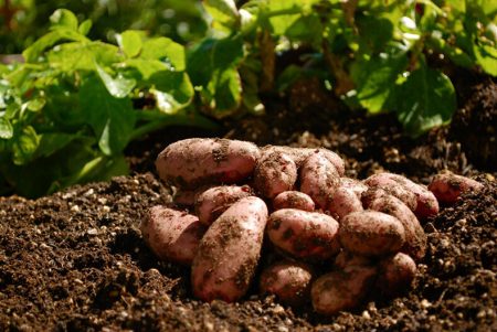 Cosa piantare dopo le patate l'anno prossimo, tabella