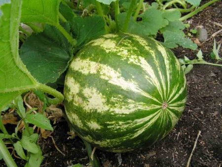 growing-watermelons-and-dyn-in-open-ground-in-the-middle-zone