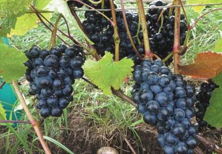 Weinbau