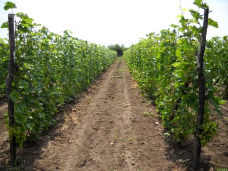 Weinbau im Moskauer Freiland