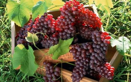 отглеждане-на-лозя-в-средния-сезон-за-започване