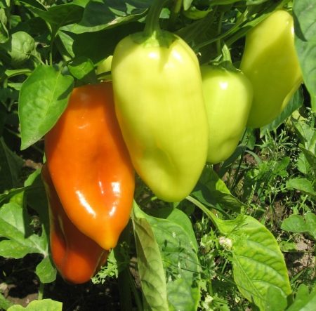 quali varietà di trespoli sono migliori da piantare