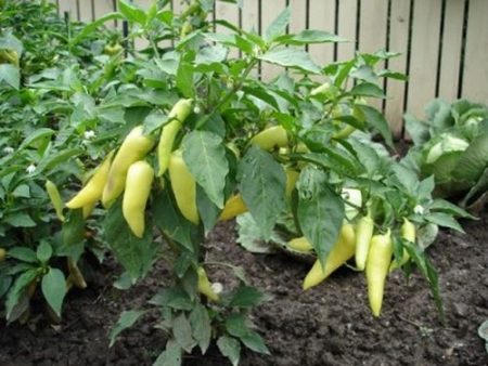 quali tipi di peperoni sono migliori da piantare in una serra