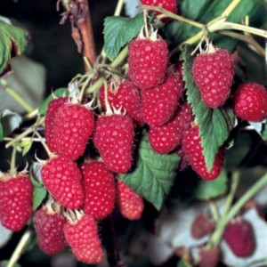 framboise-gusar