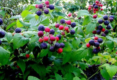 description de la variété framboise-cumberland