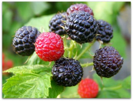 photo de description de la variété framboise-cumberland