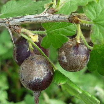 muchnistaya-dew-on-currants