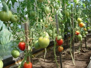 tomates en serre