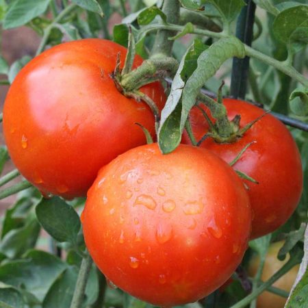 tomate-yamal-kharakteristika-i-opisanie-sorta