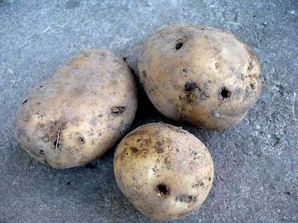Gusano alambre en las patatas