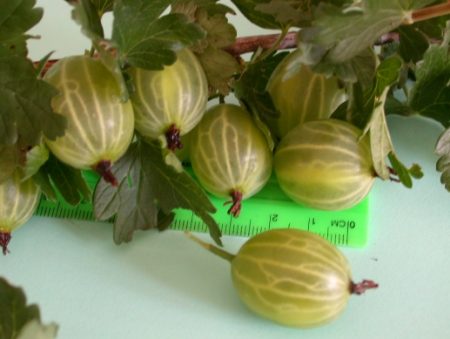 Stachelbeere „Malachit“: Sortenbeschreibung, Fotos, Bewertungen