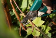 Raccolta e conservazione delle talee d'uva in autunno