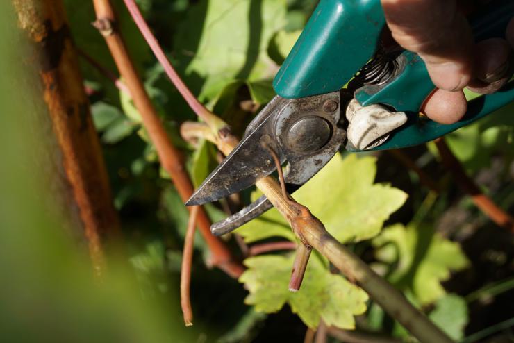 Ernte und Lagerung von Rebstöcken im Herbst