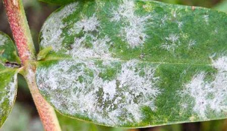 Oïdium sur phlox : comment s’en débarrasser
