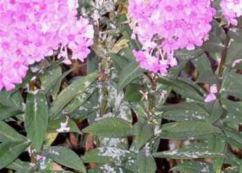 Oïdium sur phlox
