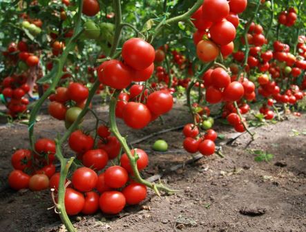 Quelles sont les meilleures tomates à cultiver en serre ?
