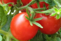Le varietà di pomodori dolci più produttive e le varietà a crescita bassa e non figliastre