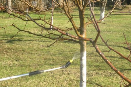 lutte antiparasitaire au jardin