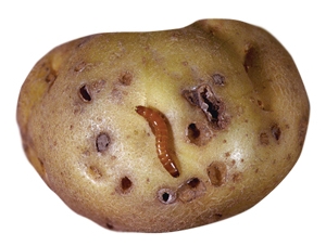 Gusano alambre en las patatas