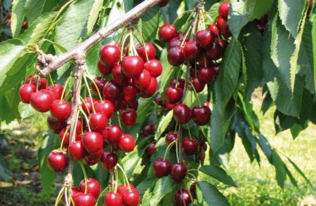 variétés de cerises